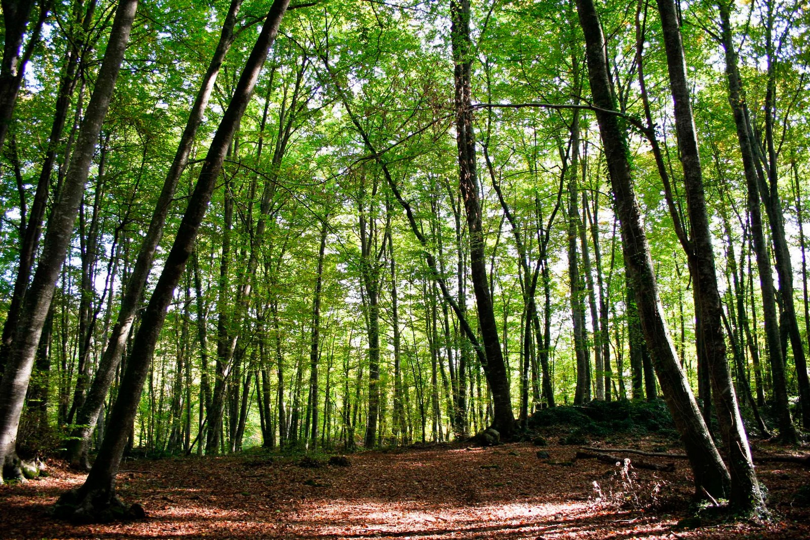 fageda-primavera